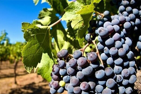 葡萄